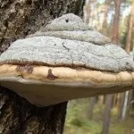 Трутовик модриновий для схуднення, способи застосування, корисні властивості модриновий