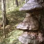 Трутовик модриновий для схуднення, способи застосування, корисні властивості схуднення