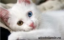кішка
