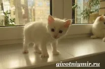 кішка