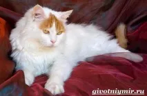 турецький