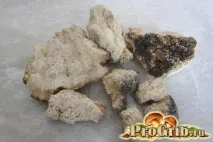 Трутовик модриновий для схуднення, способи застосування, корисні властивості схуднення