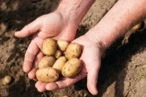 Вчимося вирощувати картоплю - Відпочинок - Двічі дві двічі
