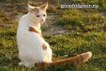 турецький