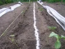 Вчимося вирощувати батат батат