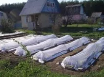 Вчимося вирощувати батат вирощувати