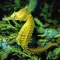 Захоплення захопленням - пошук слів за маскою та визначенням, відповіді на сканворди захоплення