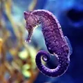 Захоплення захопленням - пошук слів за маскою та визначенням, відповіді на сканворди захопленням