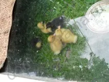 Качки на дачі воду