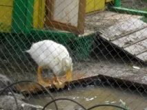 Качки на дачі качки