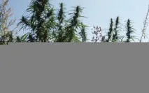 В Альметьєвському районі ліквідують осередки дикорослих конопель дикорослих