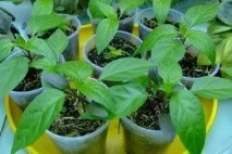 У чому користь та шкода чорного перцю - поради та рекомендації користь