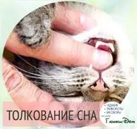 пишуть