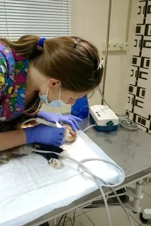 Ветеринарна клініка «ГАВ» у Солнцевому «ГАВ»