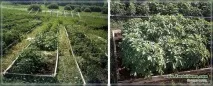 області
