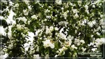 Вишневий сад своїми руками - закладка та догляд, Сайт про сад, дачу та кімнатні рослини своїми