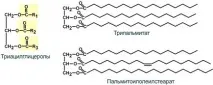триацилглицеролите