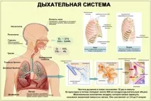 Запалення верхніх дихальних шляхів симптоми та лікування шляхів
