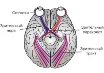 Відновлення зорового нерва нерва