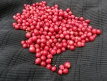 Чи шкідливо збирати ягоди комбайном ягід