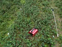 Чи шкідливо збирати ягоди комбайном комбайном