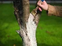 яблуня