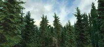 найпоширеніші