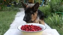 Я модератор) чекаю
