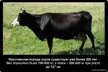 корів