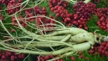 Женьшень Заготівля лікарської сировини, Потоваришуйте з ЗОЖ! заготівля