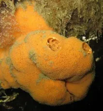 Перли та перламутр морської раковини морської