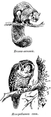 Тварини тайги - Дитяча енциклопедія (перше видання) перше