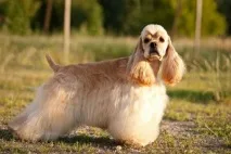 cocker-spaniel