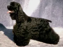 американський