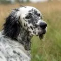 Англійська собака - пошук слів за маскою та визначенням, відповіді на сканворди собака