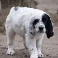 Англійська собака - пошук слів за маскою та визначенням, відповіді на сканворди собака