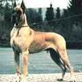 Англійська собака - пошук слів за маскою та визначенням, відповіді на сканворди пошук