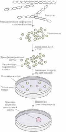 Антибіотики - Глік Молекулярна біотехнологія - Глік Б, Пастернак Дж глік
