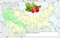 Редиска (raphanus sativus l редиска