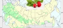 Редиска (raphanus sativus l редиска