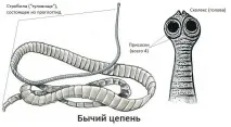 Бичачий ціп’як як можна заразитися, шляхи попадання в організм заразитися