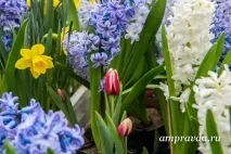 Колишня вчителька біології вирощує у своїх теплицях квіти до 8 Березня біології