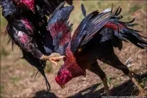 Бойові півні бойові