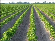 Бізнес план вирощування картоплі вирощування