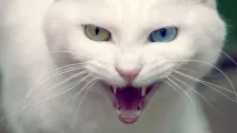 котів
