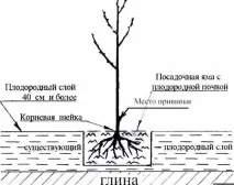 Все, що потрібно знати про церападус вишню