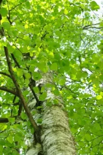 Береза – природний цілитель від будь-якої застуди береза