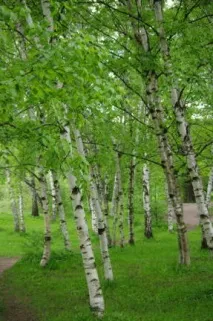 Береза – природний цілитель від будь-якої застуди цілитель