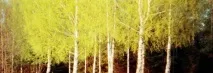 Береза (Betula) потрібно