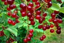 Все, що потрібно знати про церападус знати